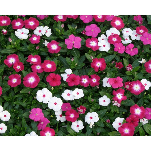 HẠT GIỐNG HOA DỪA CẠN RỦ MIX