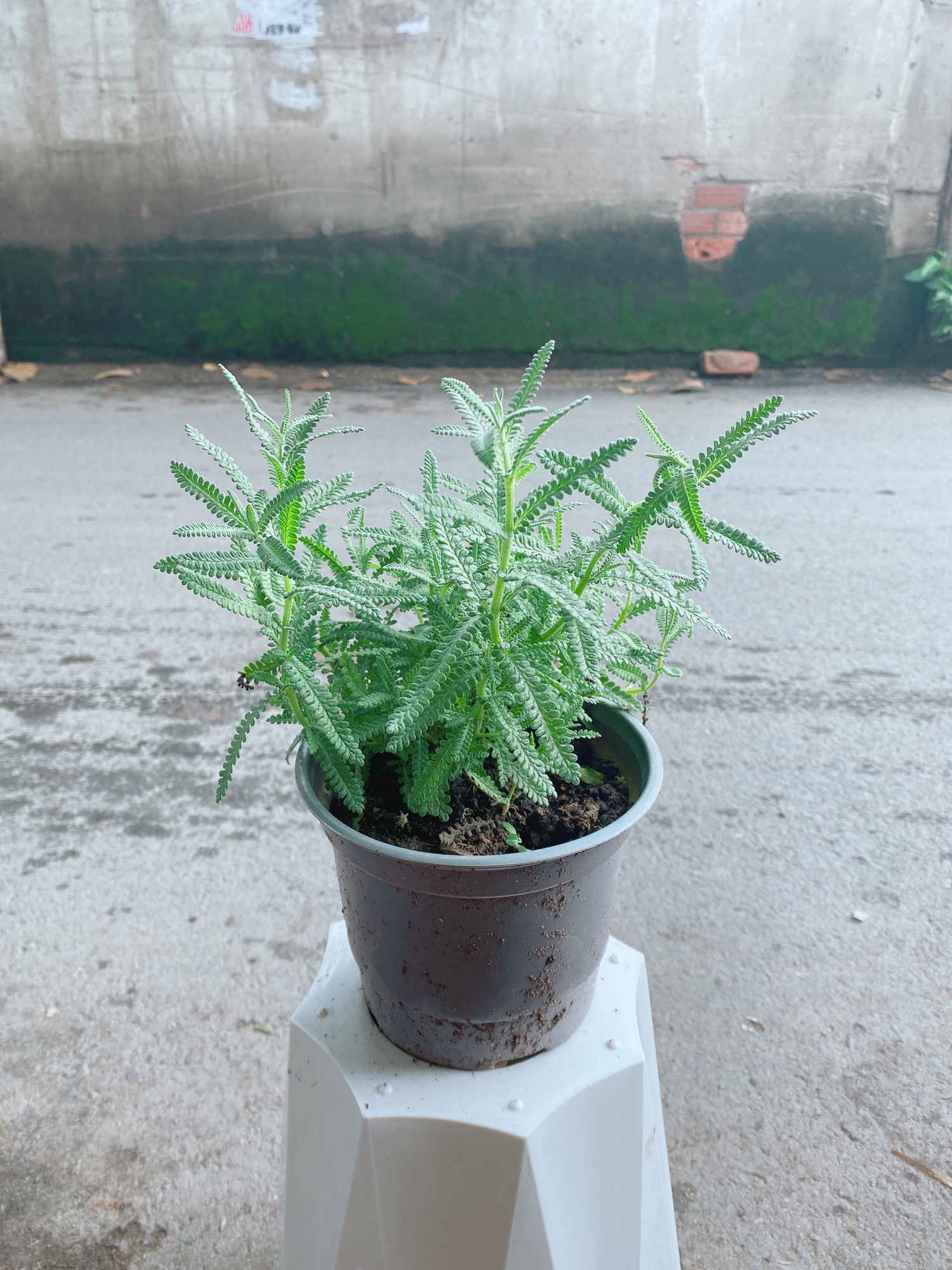 Cây Lavender (Oải Hương)