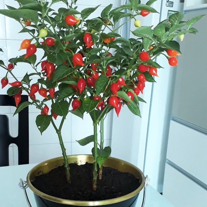 Hạt Giống Ớt Biquinho mix