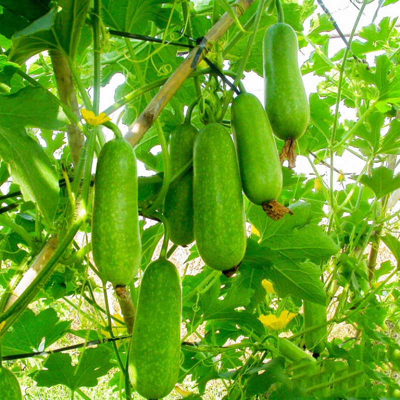 HẠT GIỐNG BÍ ĐAO CHANH
