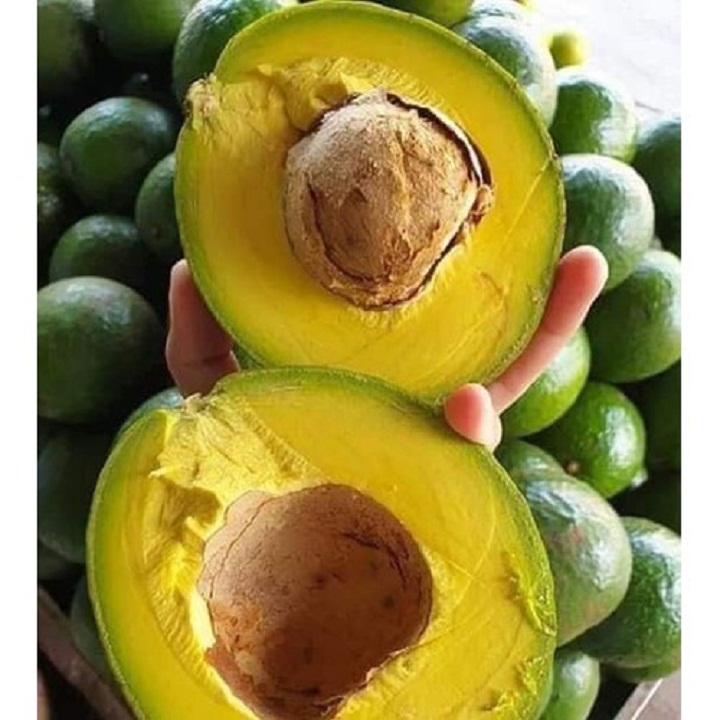 Cây giống bơ sáp daklak nhanh siêu quả chuẩn giống