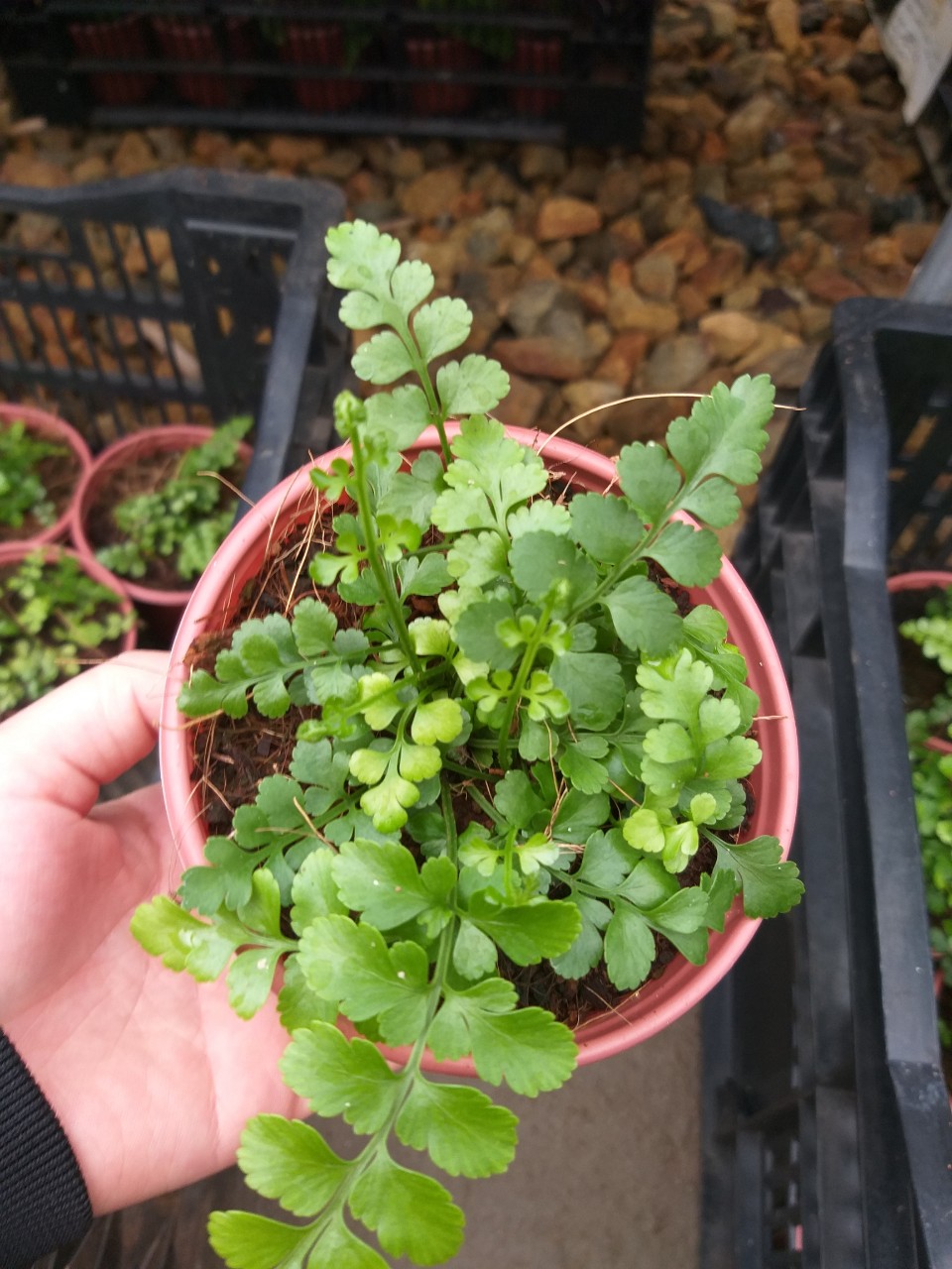 Dương Xỉ Hà Lan - Asplenium pavati