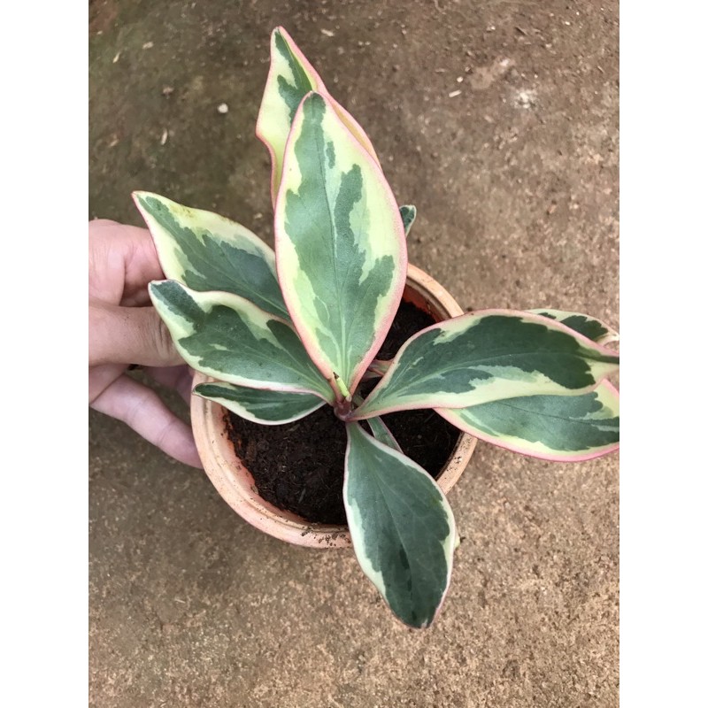 Trường sinh cẩm thạch đỏ - Peperomia obtusifolia var