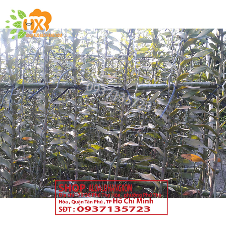 [HCM]COMBO 10 CÂY LAN BÒ CẠP RẰN CON