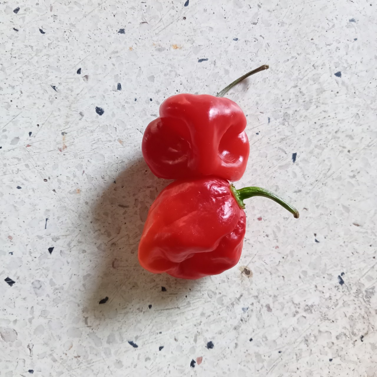 5 Hạt Ớt Habanero Red (Siêu Cay)