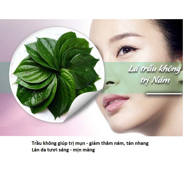 Bột Lá Trầu Không 100g - DL Taphaco