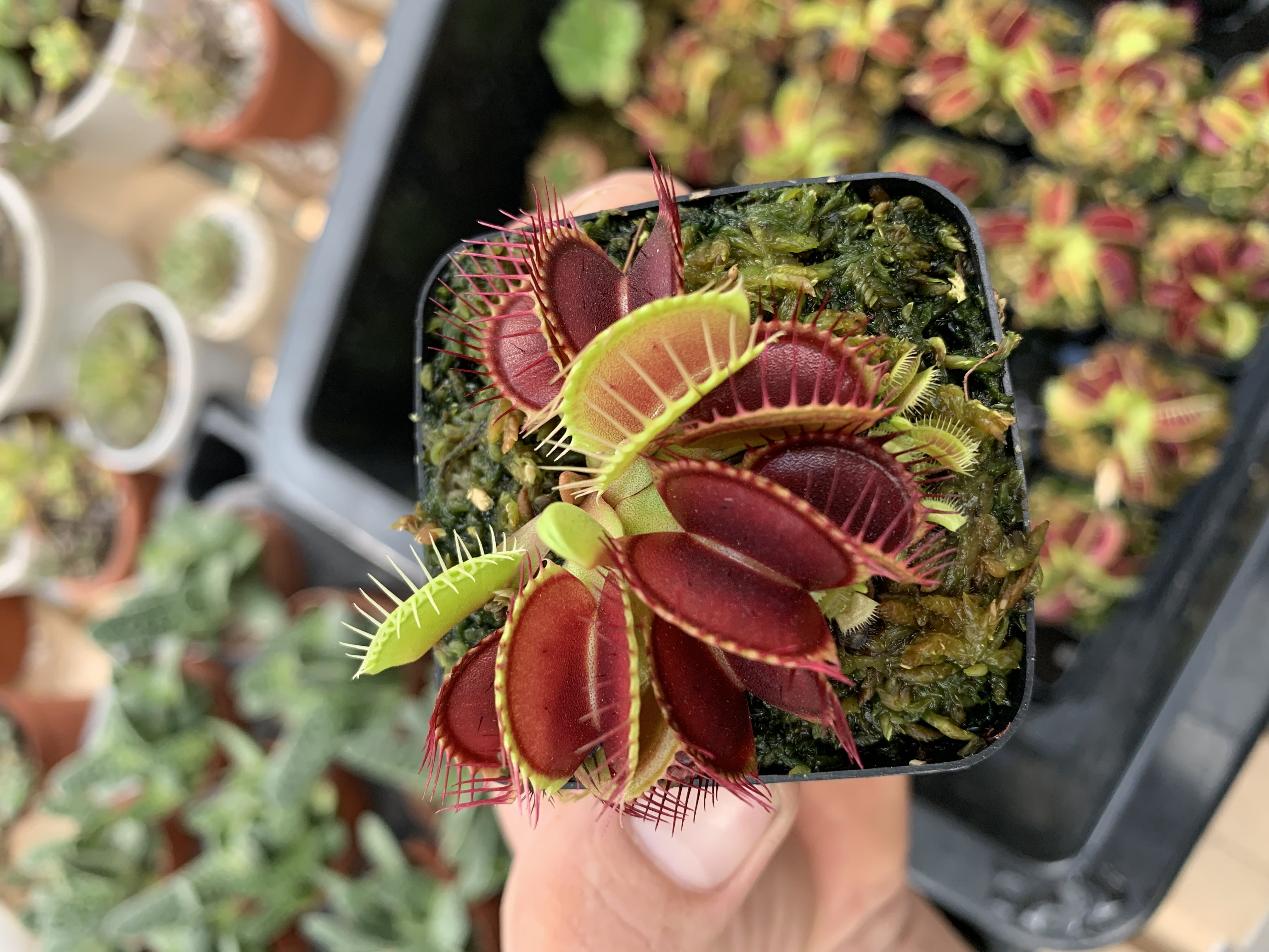 Cây bẫy kẹp