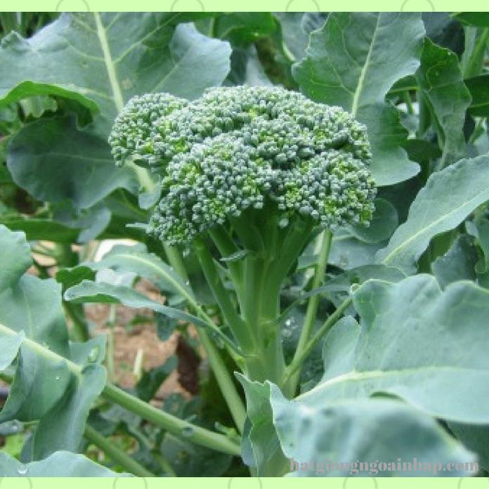 Hạt giống súp lơ xanh mini - súp lơ baby - 20 hạt