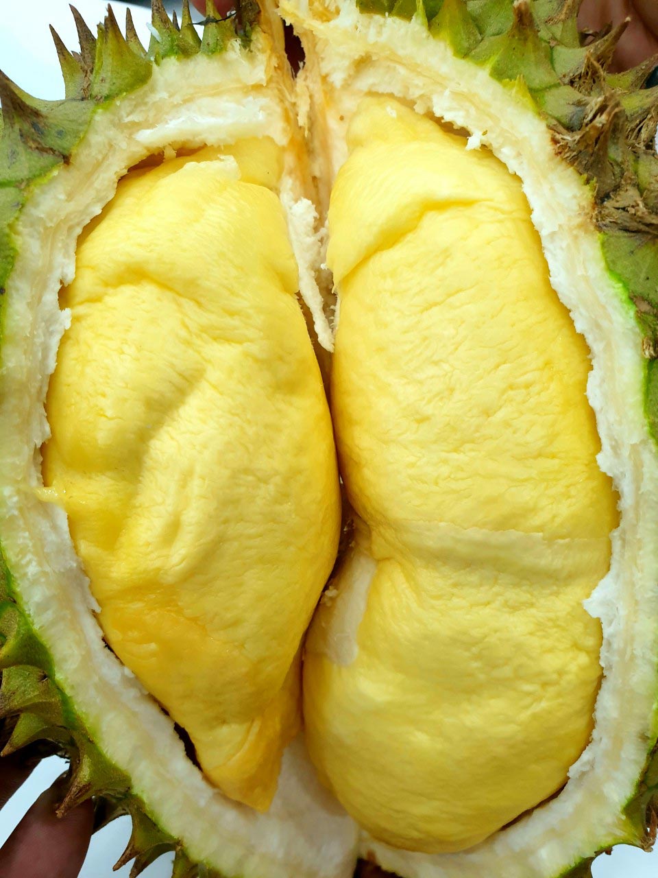 Cây Sầu Riêng Ri6 (to)