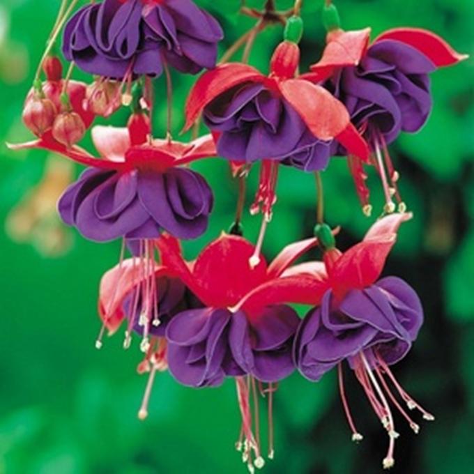 Combo 1 gói Hạt giống hoa lồng đèn 1 gói kích nảy mầm, 1 gói phân bón nảy chồi ra lá