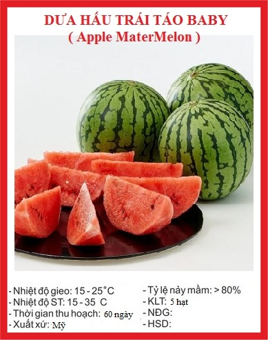 Hạt giống dưa hấu trái táo baby gói 10 hạt