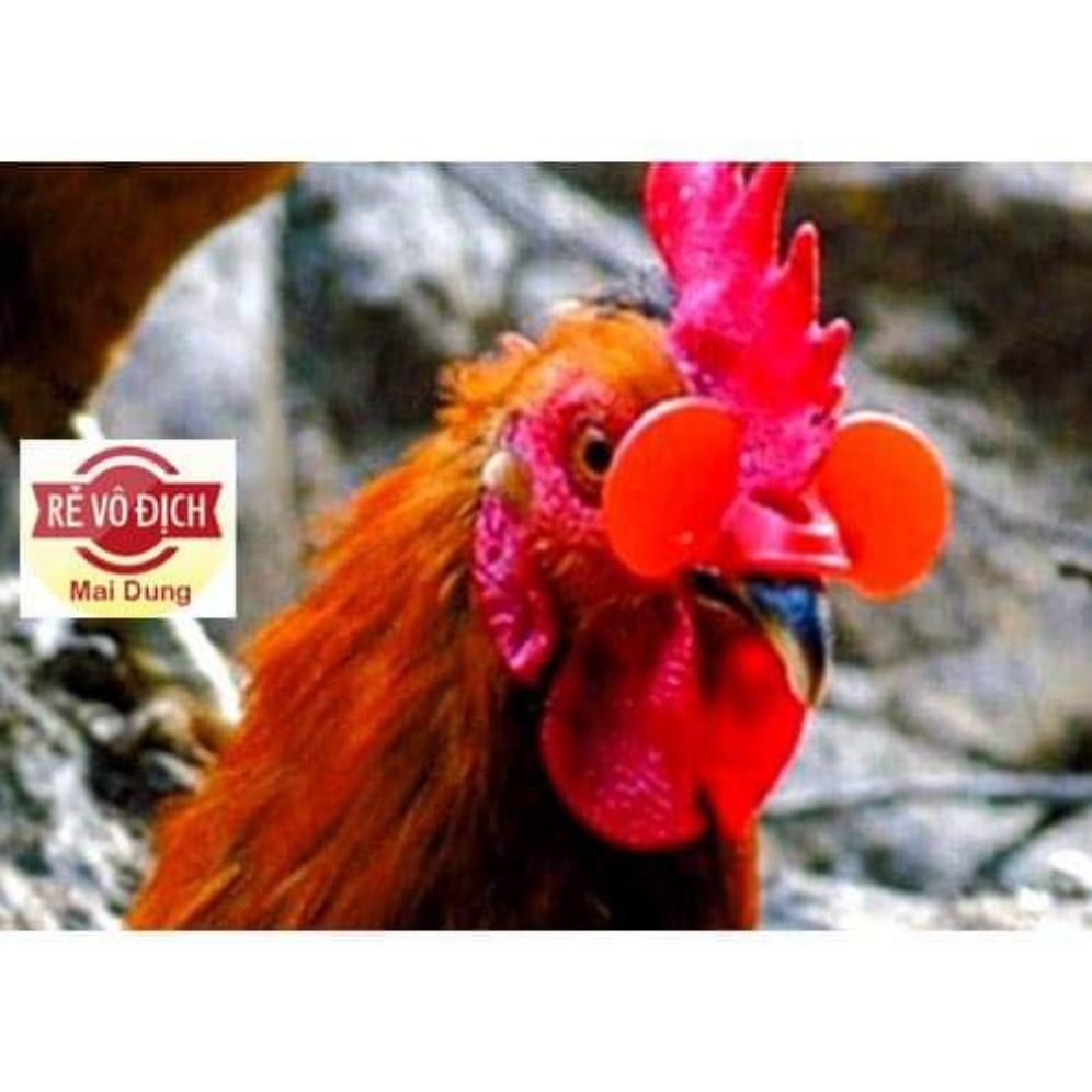 Chim trĩ đỏ khoang cổ - Bố mẹ