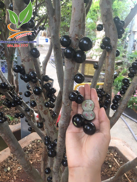Hạt giống cây nho thân gỗ - Gói 5 hạt
