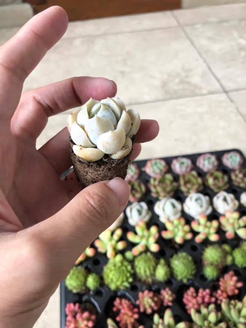 COMBO 3 SEN ĐÁ VỈ ĐẸP, PHÁT TRIỂN TỐT