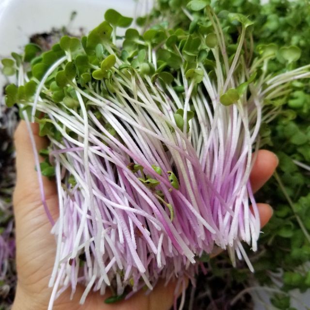 [HCM][Gói 20g] Hạt giống Rau Mầm đỏ