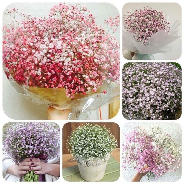 Hạt giống hoa baby nhiều màu - Gói 100 hạt
