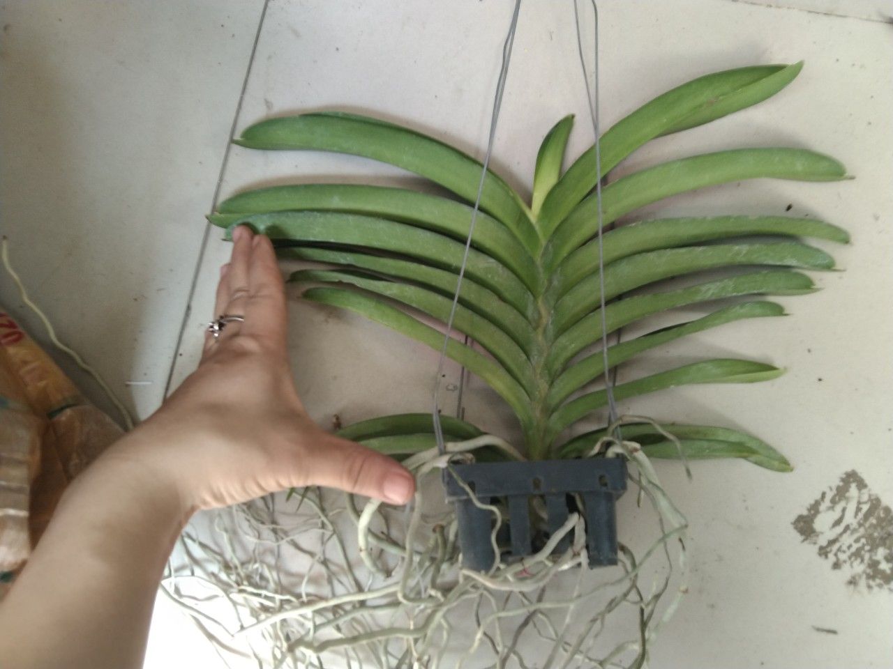 Vanda tím blue trưởng thành sắp hoa