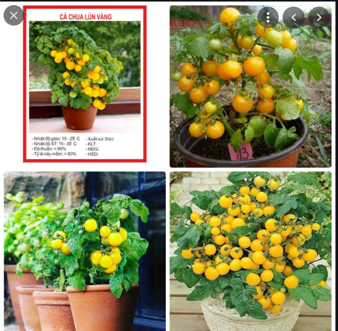 Hạt giống cà chua bi vàng lùn