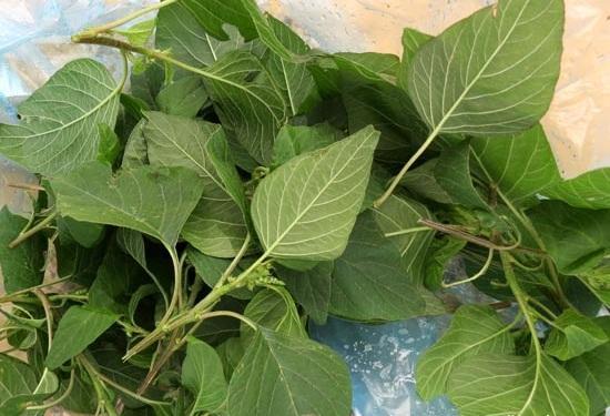 Hạt giống rau dền cơm 10gr