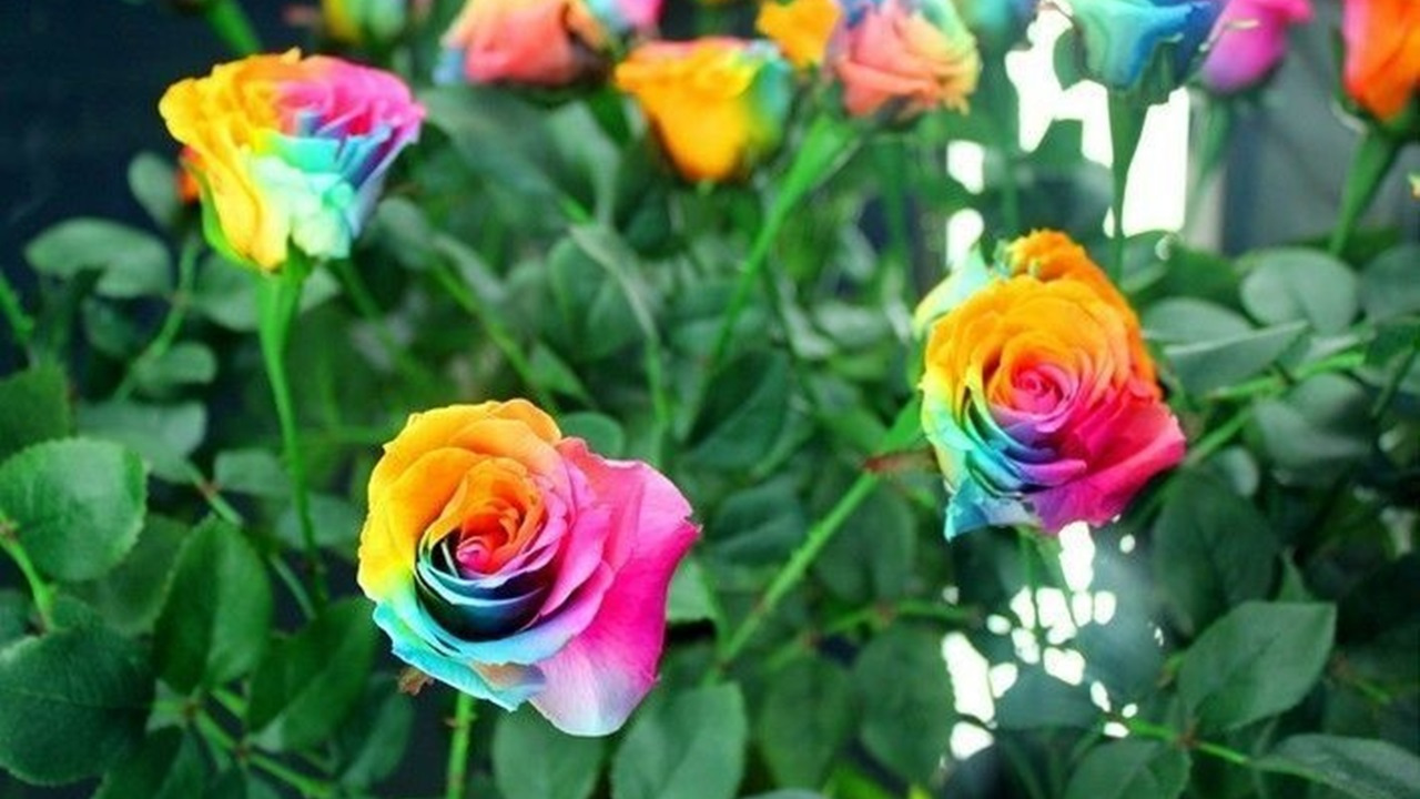 Hạt Giống Hoa Hồng 7 Màu (Gói 20 hạt)