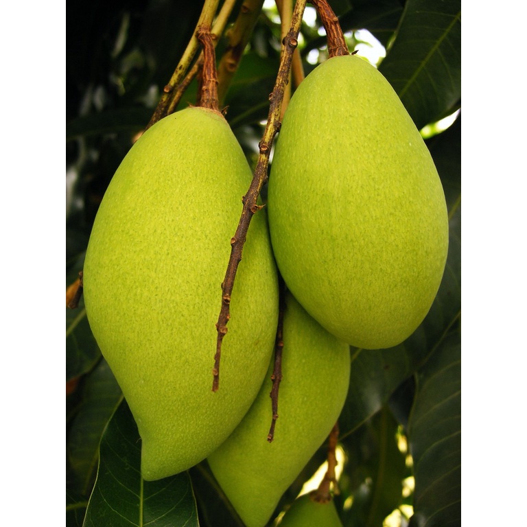 Cây Xoài Cát Hòa Lộc Giống