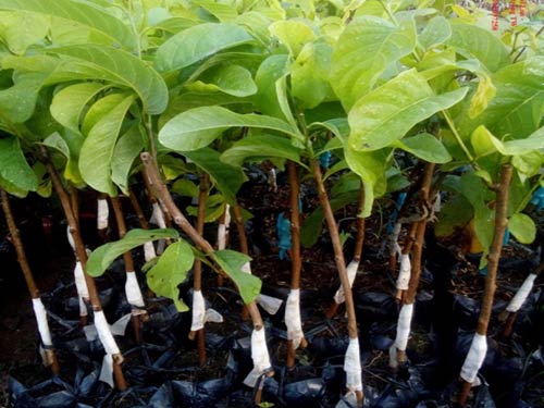 Cây giống na hoàng hậu/ na thái trái to, vị thơm ngọt- Hoa kiểng Nguyễn Lộc- Cây giống chất lượng cao