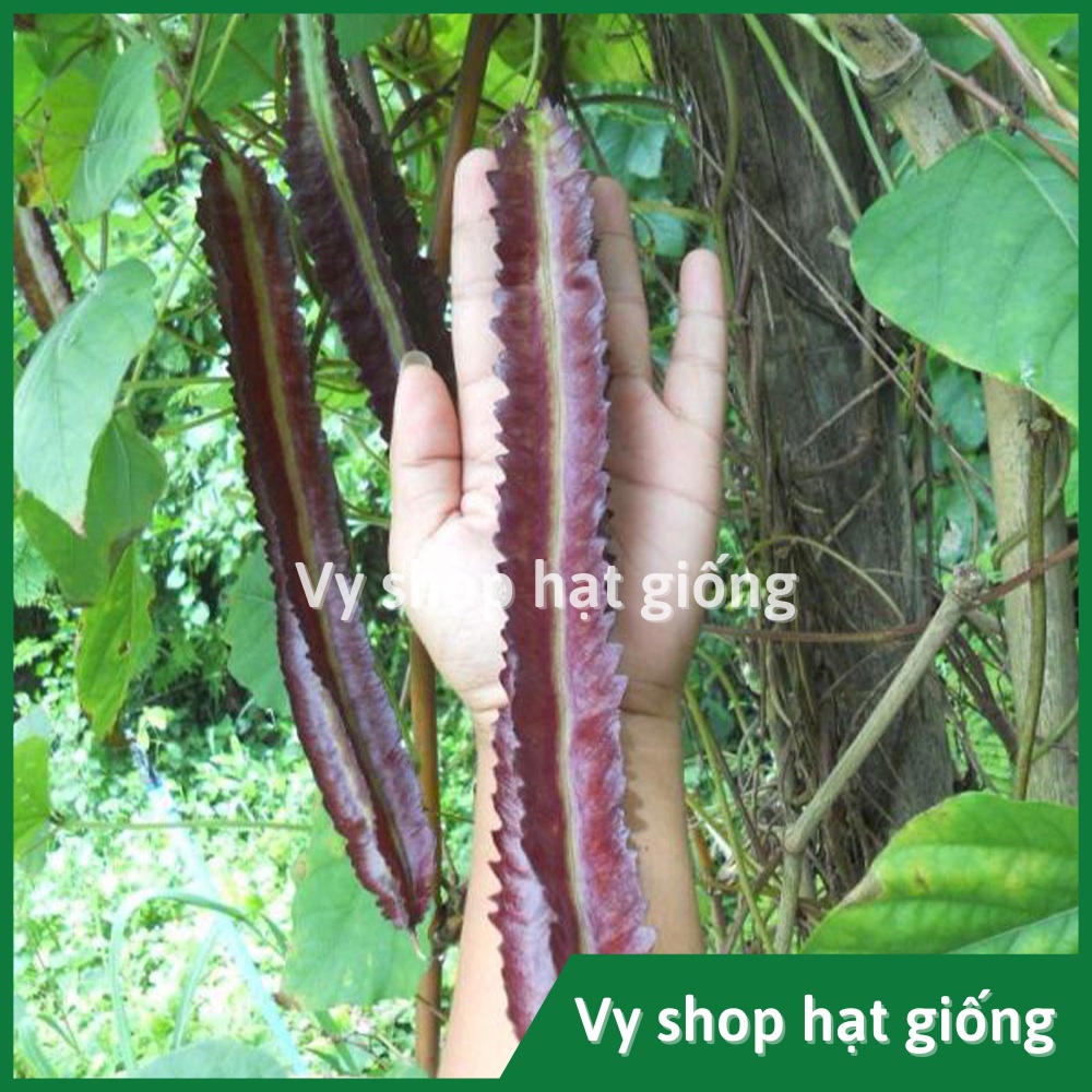 Hạt giống đậu rồng tím (đậu khế) Thái Lan gói 10 hạt