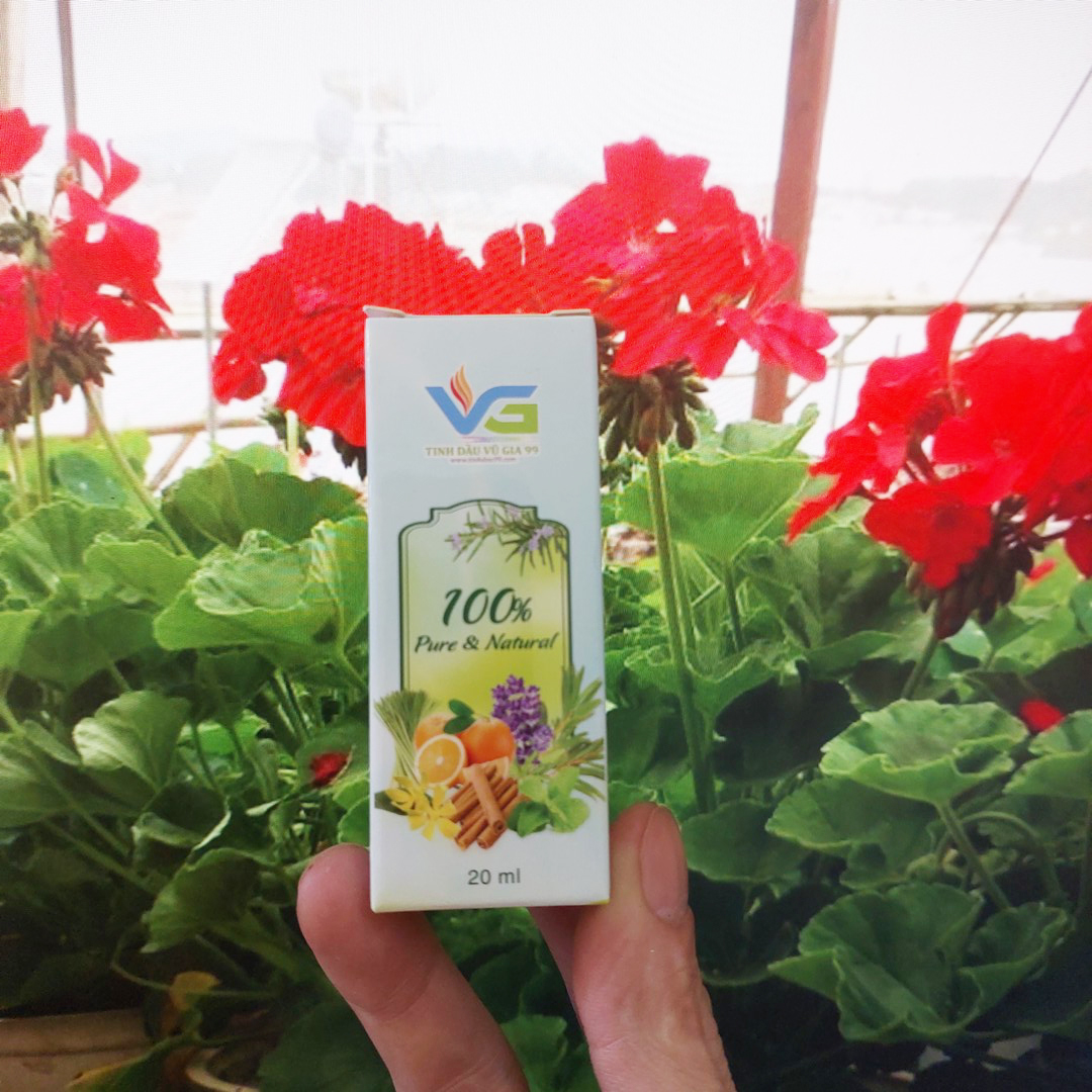 Tinh dầu hoa phong lữ nguyên chất - Tinh dầu Vũ Gia 99