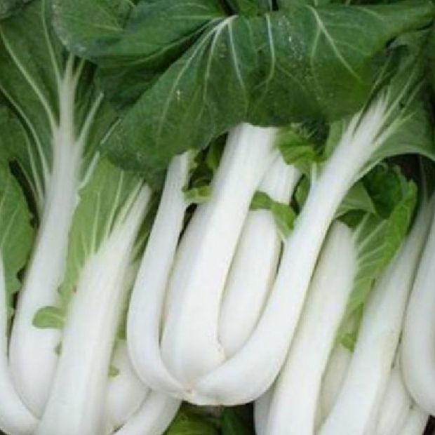 Hạt giống rau cải thìa bẹ trắng -10gr/gói
