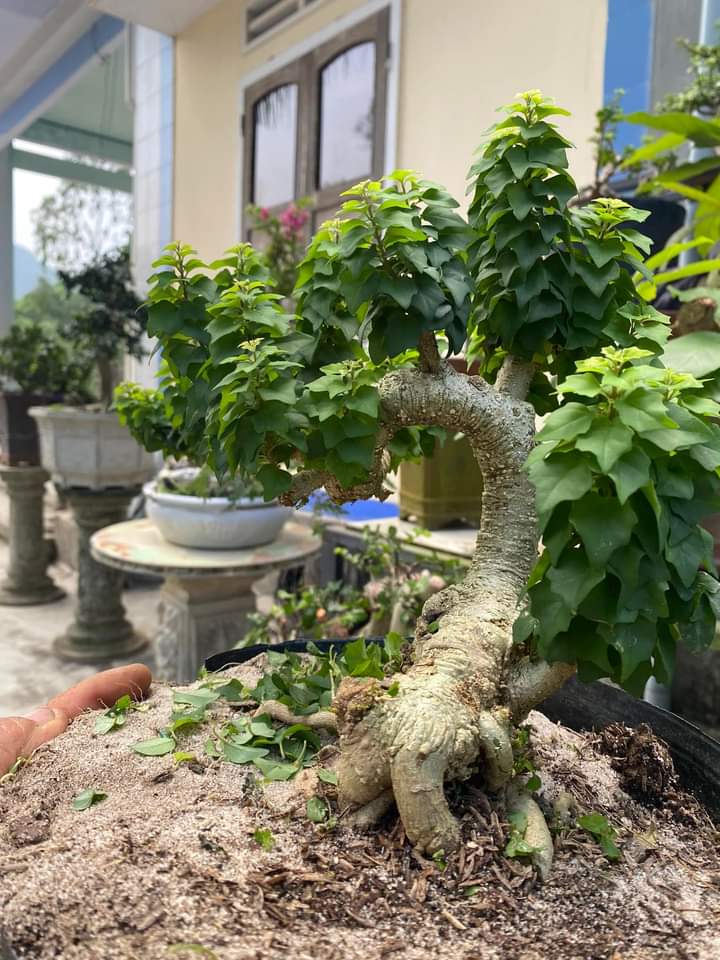 CÂY VÂN SAM (TU HÚ THÁI)