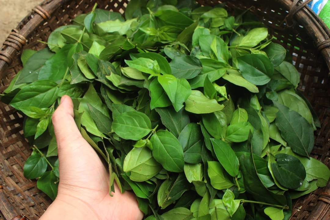 100gr bột lá thạch găng tự nhiên (tặng kèm vôi cục và hoa nhài)