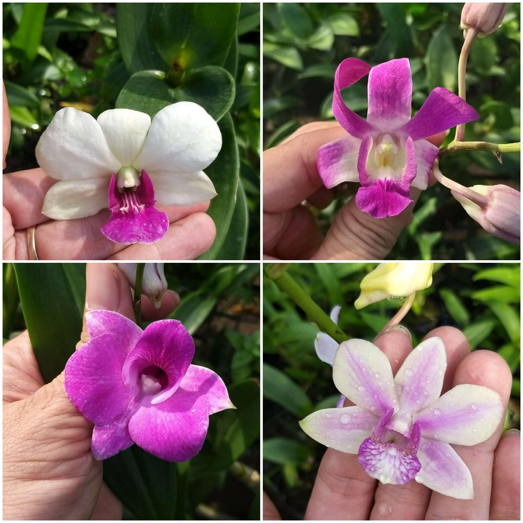 Combo hoa lan Dendro màu, nắng, mini.