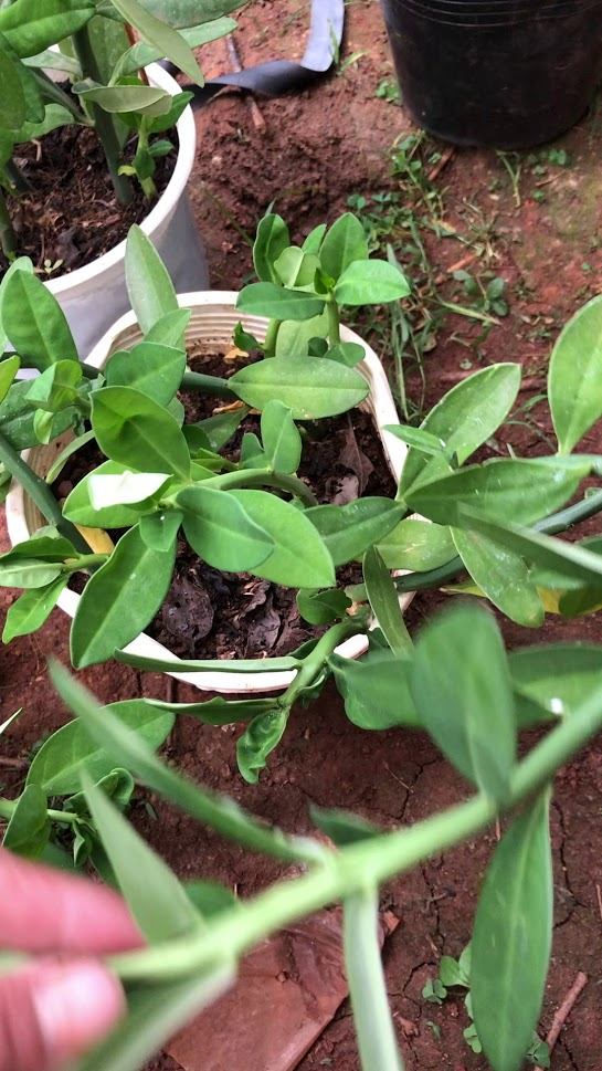 Cây giống thạch anh