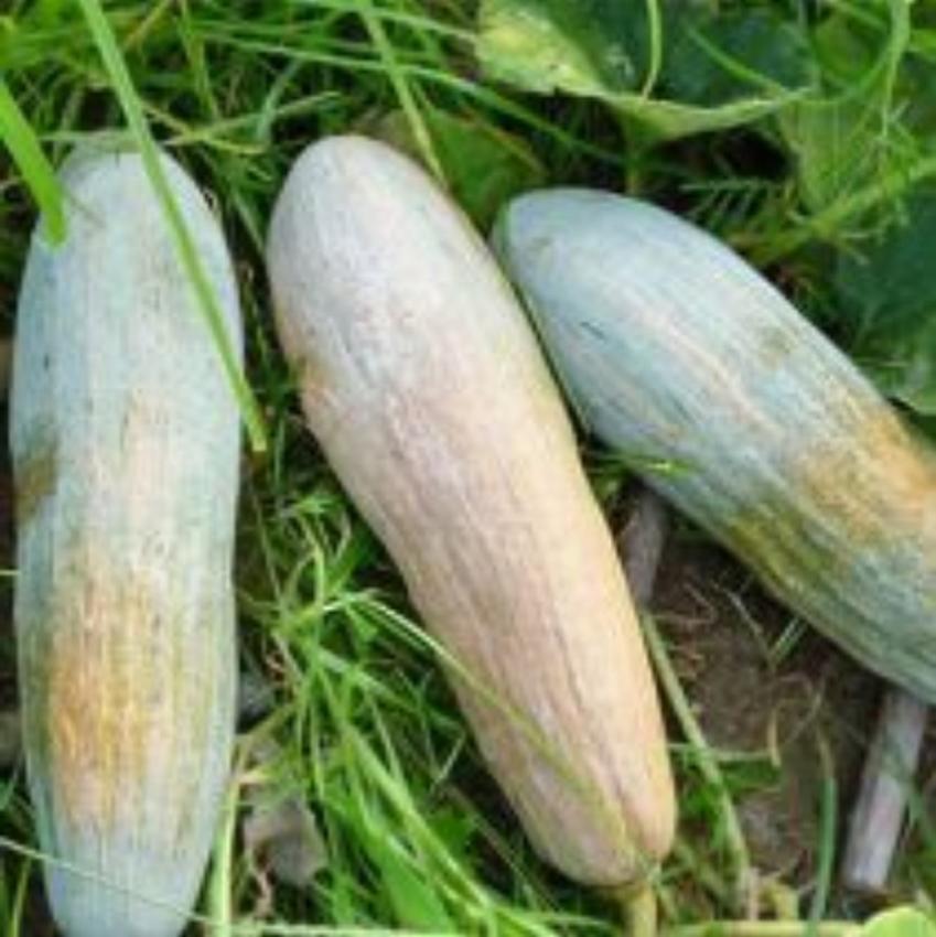 Combo 1 gói Hạt giống Bí rợ (bí ngô quả to giống Việt), 1 gói kích nảy mầm, 1 gói phân bón nảy chồi ra lá