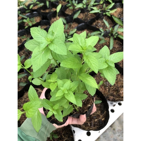 COMBO 3 CÂY BẠC HÀ NHẬT ( JAPANESE MINT )