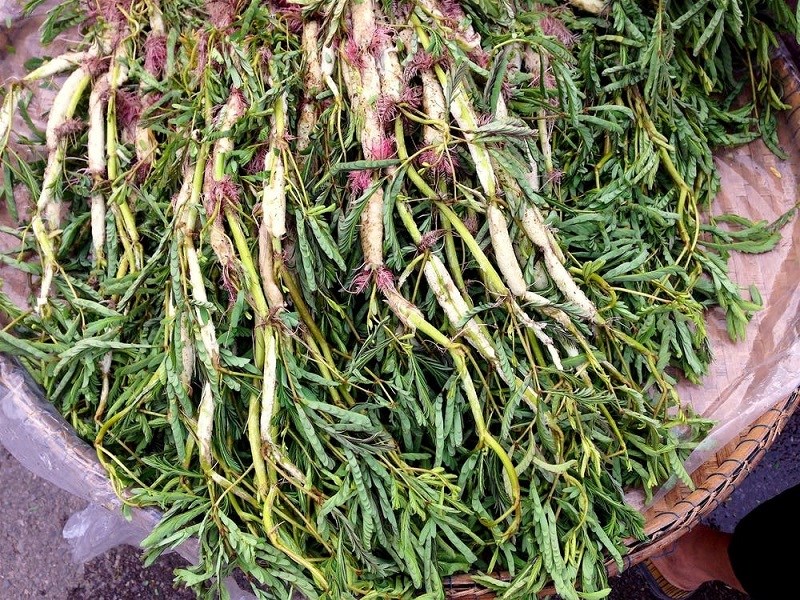 Hạt giống rau nhút ( rau nhút ) gói 50 hạt - VTNN2