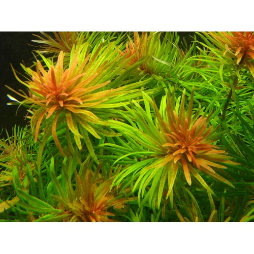 Fish tank ornament 12 tops