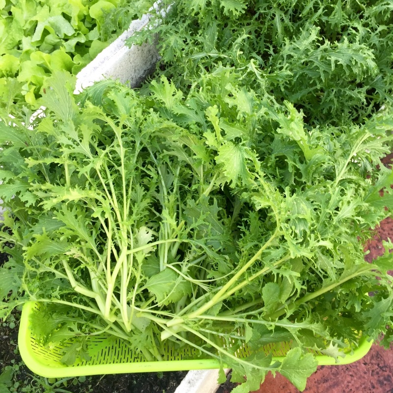 Hạt giống rau Cải ngọt đuôi phụng (10 gram)