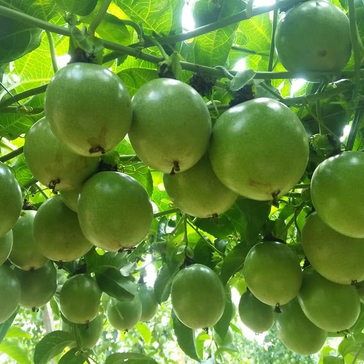 20 Hạt Giống Chanh Leo Thơm Ngon, Sai Trái