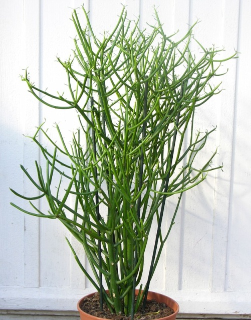cây xương rồng que giao vàng