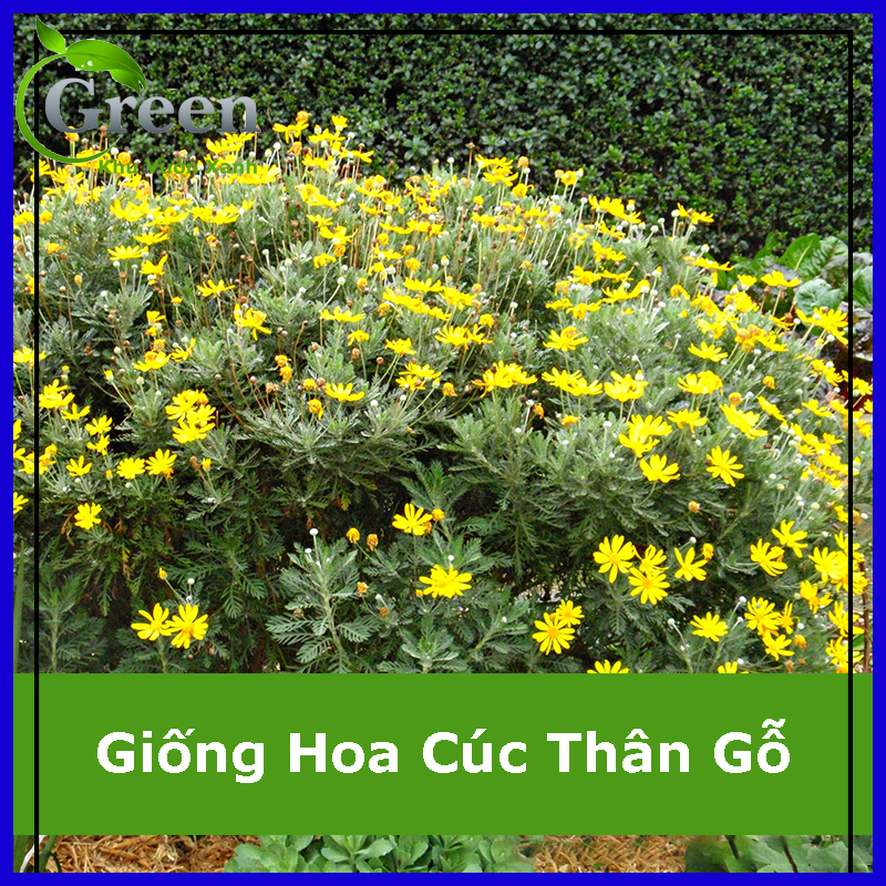 Hạt giống hoa cúc thân gỗ