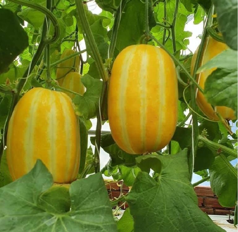 Hạt Giống Dưa Lê Hàn Quốc siêu ngọt - ( 20 hạt/gói )