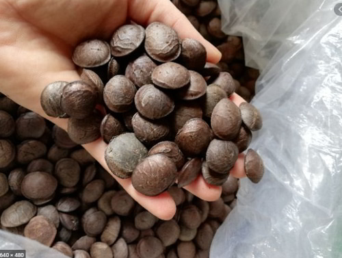 Hạt Sachi rang chín ăn liền 500Gr