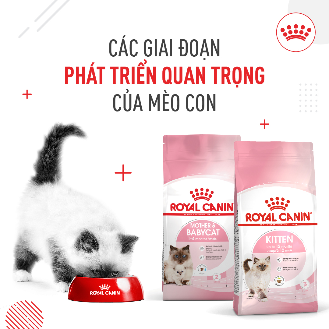 thức ăn hạt ROYAL Canin Kitten dành cho mèo con từ 4 - 12 tháng