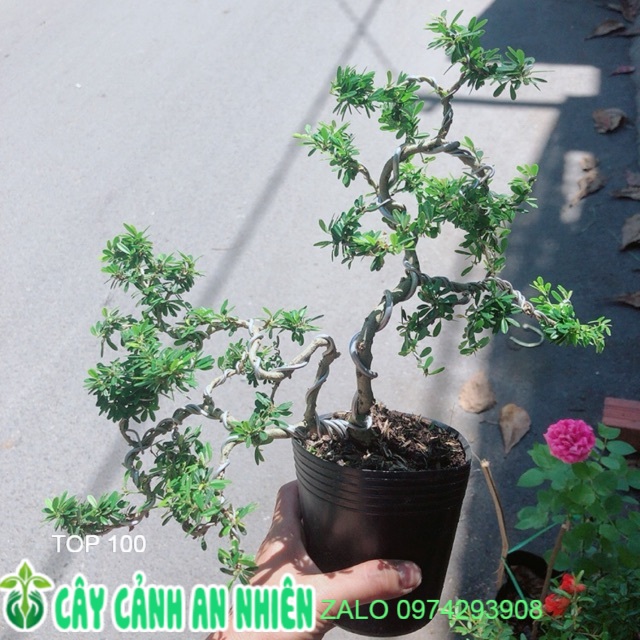 Cây Linh Sam Bonsai