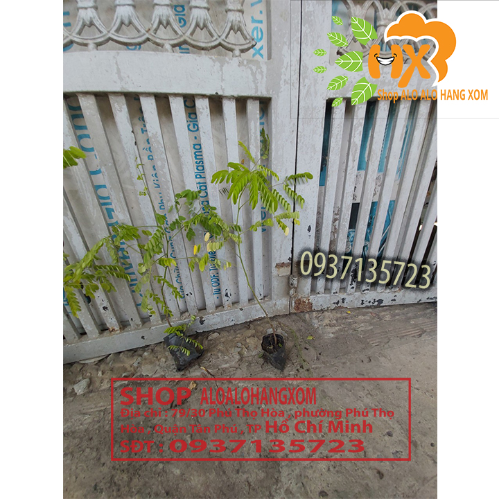 combo 5 cây cẩm lai cây giống
