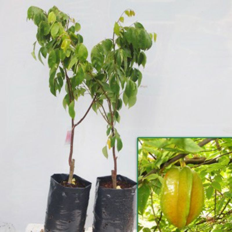 Cây giống khế ngọt (4 thánh cho trái) (cây giống bảo hành )