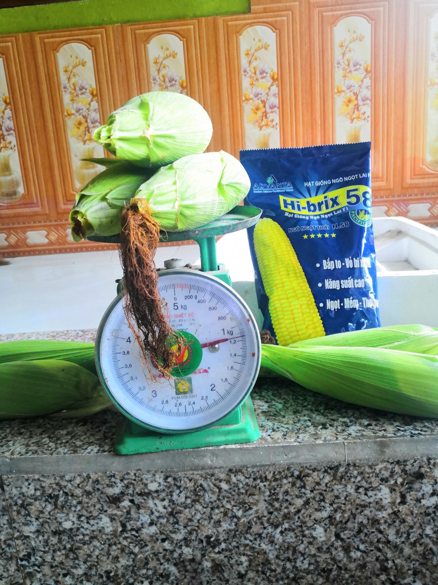 Hạt giống F1 Ngô Ngọt Thái Lan Hi-Brix 58