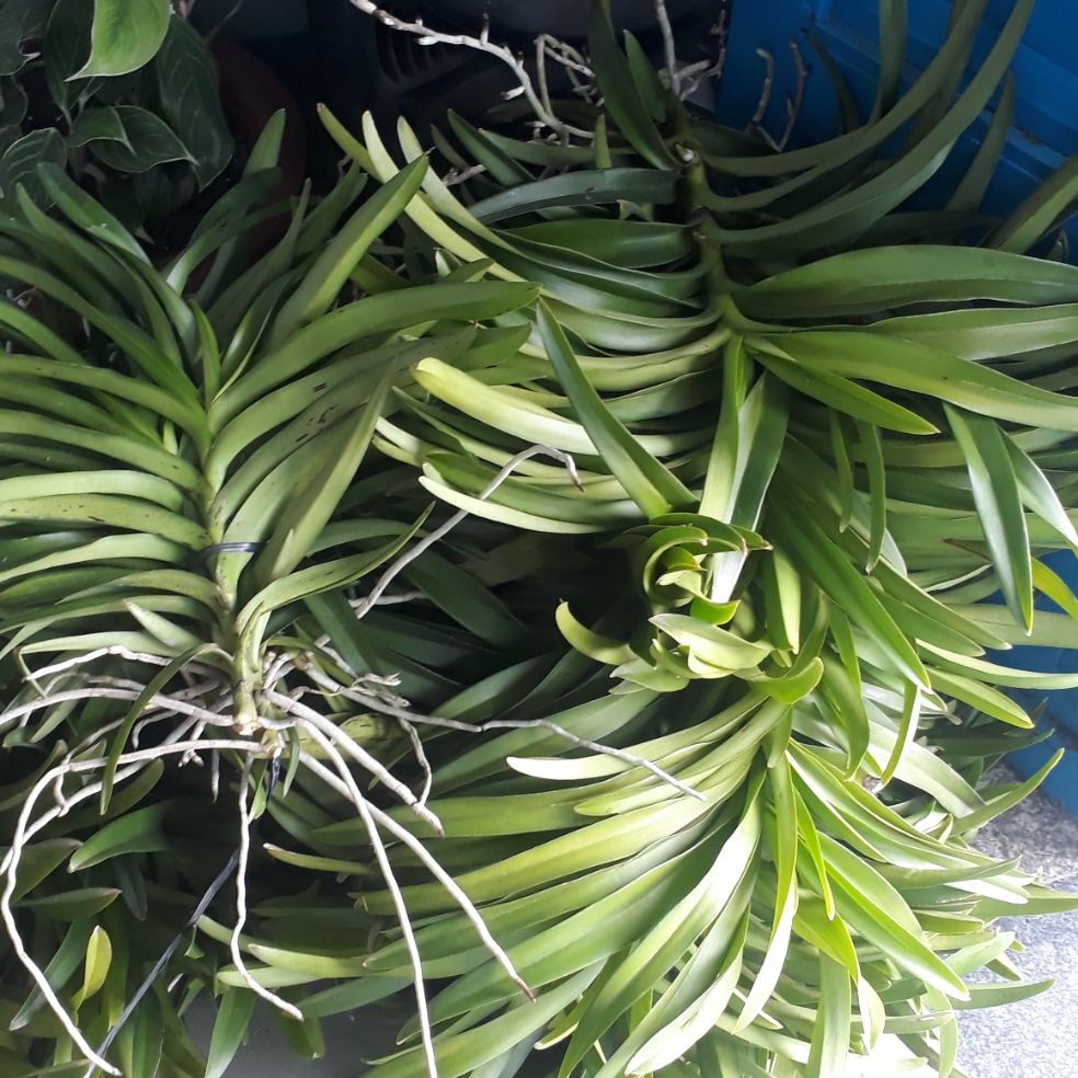 Combo 5 cây lan giống Mokara (cao 20-30cm)có 5 màu:đỏ,vàng,tím,hồng,trắng-SHOP148