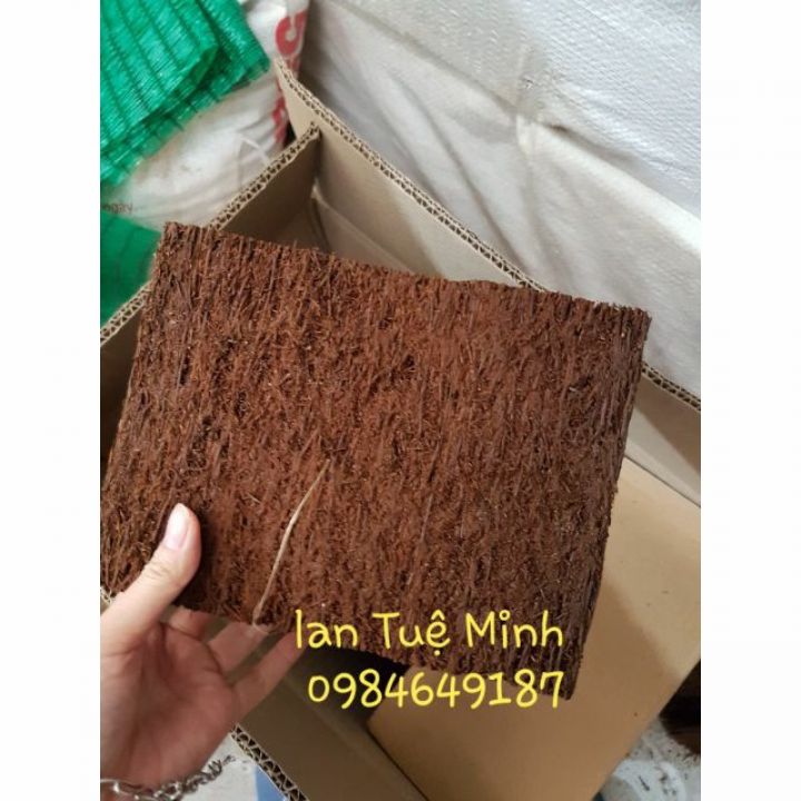 Table dớn moisturizing planting orchid size 15x20x3 cm